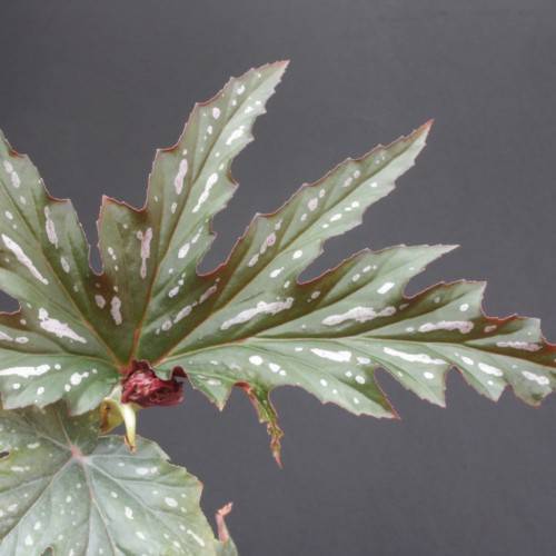 green-white leaves