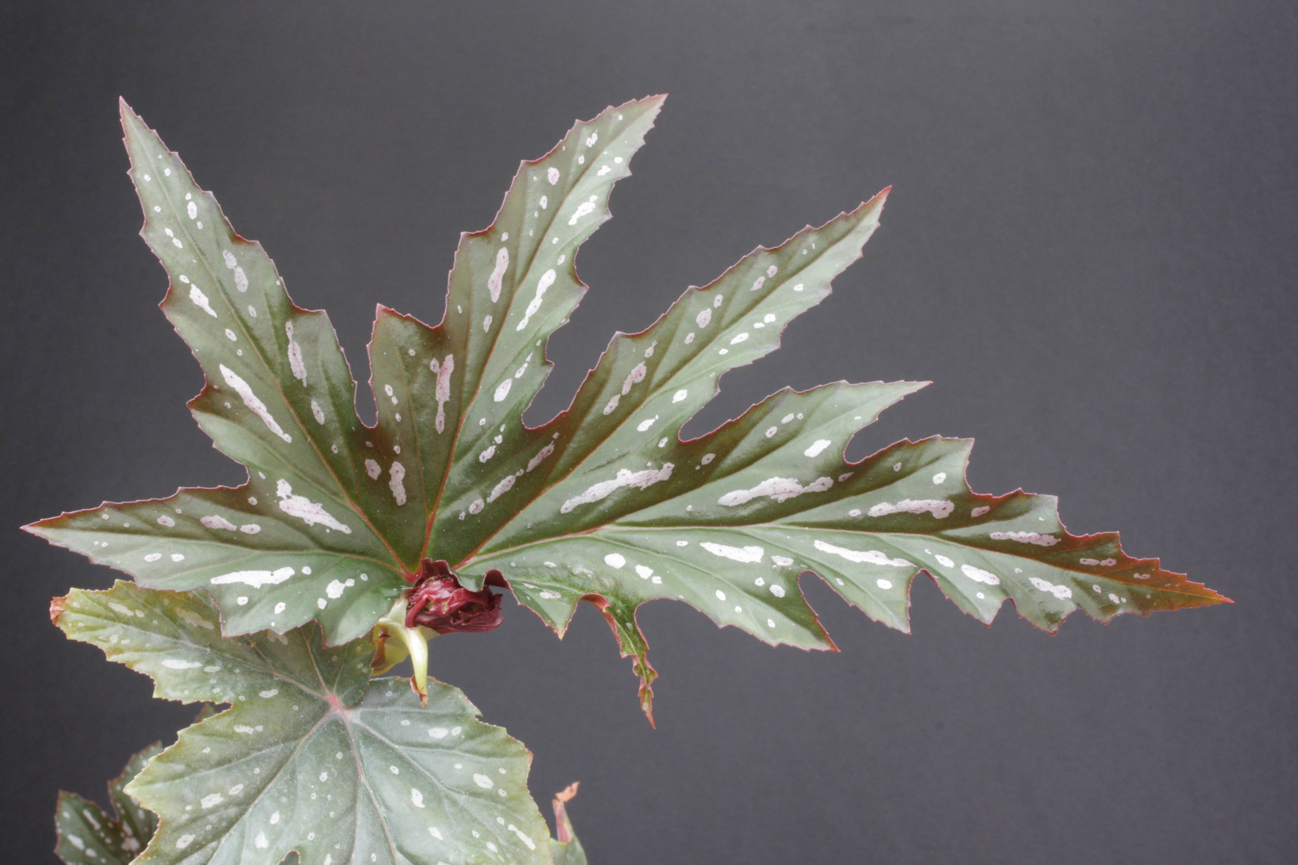 green-white leaves