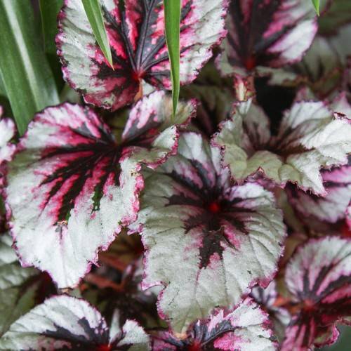 red-green leaves