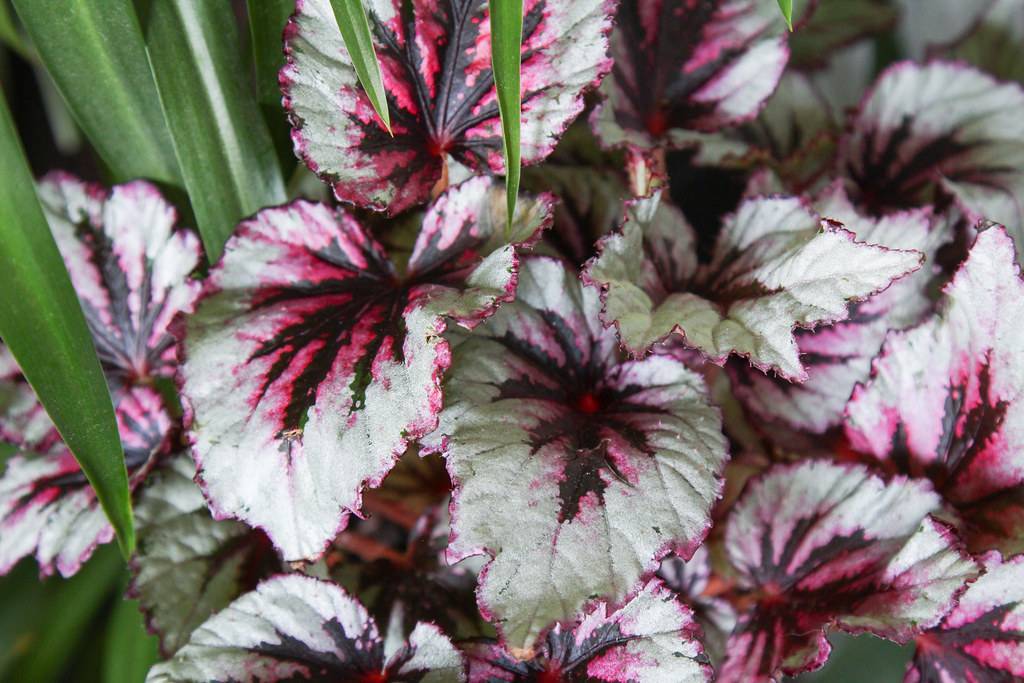 red-green leaves