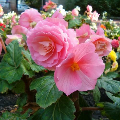 Pink Flower with yellow
anthers,
green leaves
beige stems
brown branches
yellow Midrib
veins
and blades