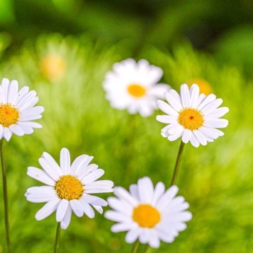 White petals with a yellow stamens on a green stalks.