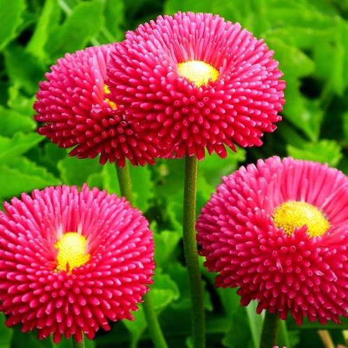 Dark-pink flower with yellow center, green leaves and yellow-green stems.