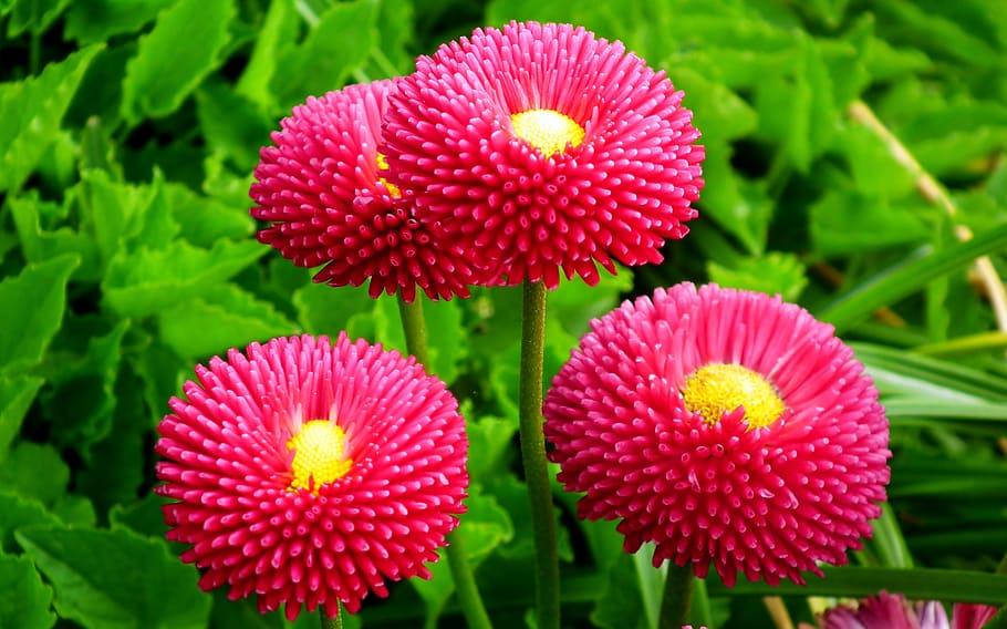 Dark-pink flower with yellow center, green leaves and yellow-green stems.