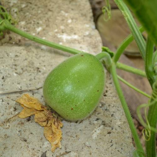 Green large fruit growing on a green vine, yellow flower and green stem.