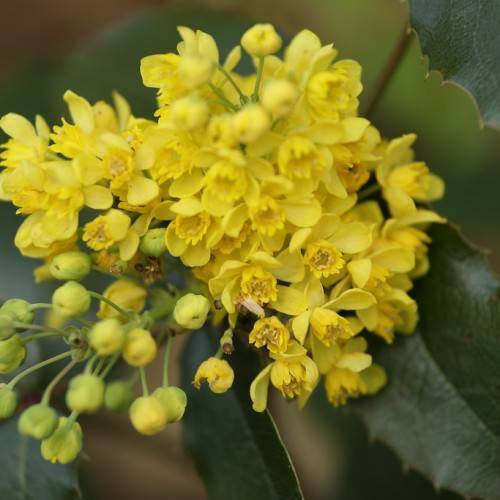 Green leaves and yellow flowers with green-yellow buds on green branch.