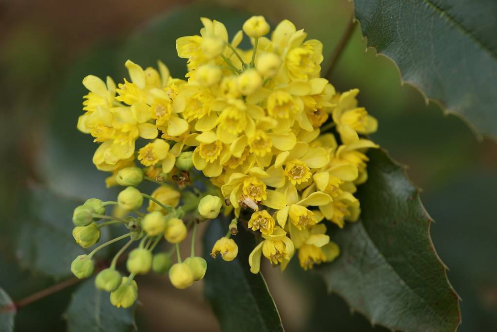 Green leaves and yellow flowers with green-yellow buds on green branch.