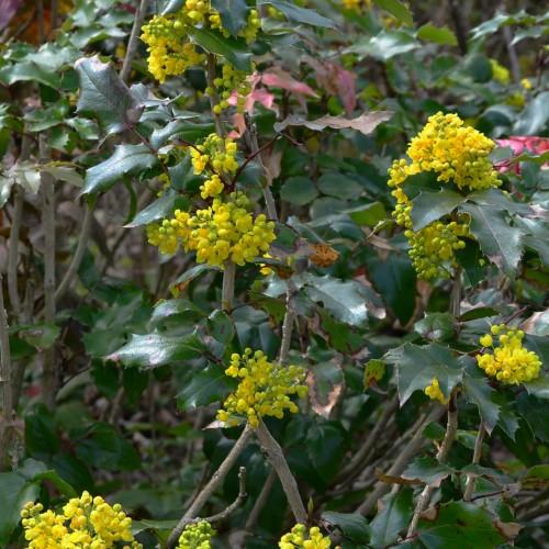 Yellow flowers with yellow-green buds, dark-green leaves,
burgundy
stems,
light-brown
branches,
yellow
Midrib,
veins
and
blades.