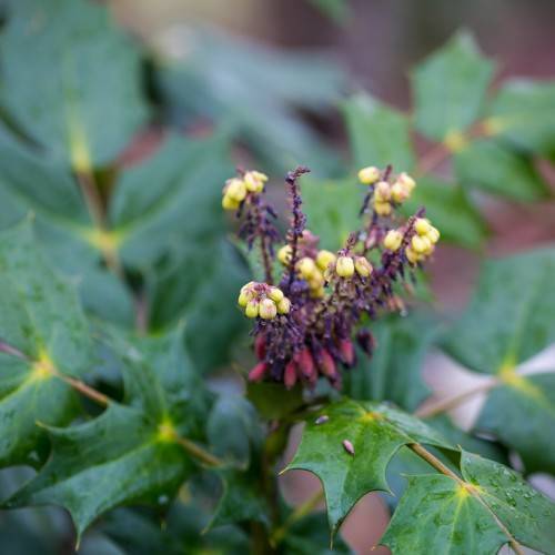 Purple-yellow blooms on green foliage with brown stem.