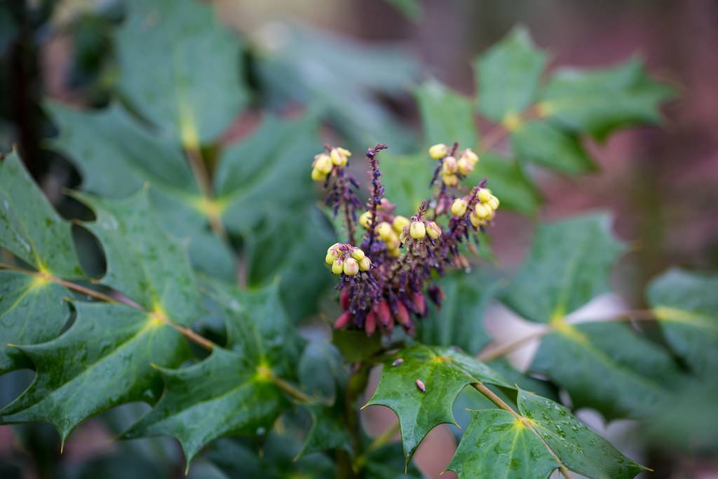 Purple-yellow blooms on green foliage with brown stem.