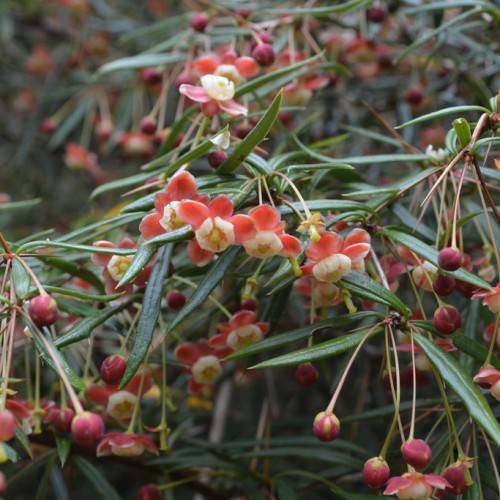 Dark-green leaves and white-red flowers rising above green foliage on a brown branches.