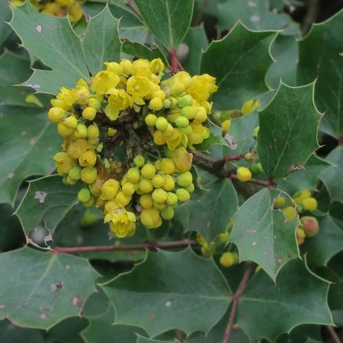 Maroon stems with yellow-green flowers at the end of brown branches on green leaves.