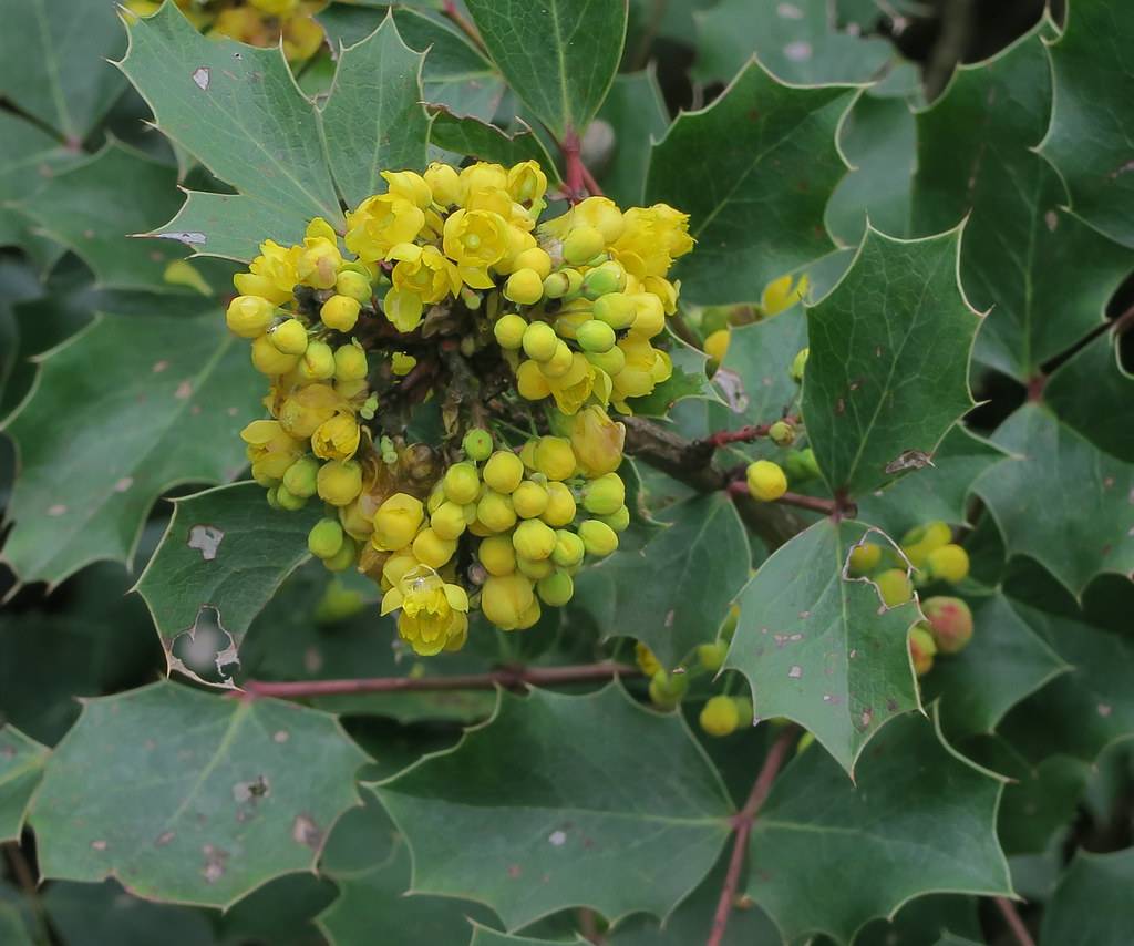 Maroon stems with yellow-green flowers at the end of brown branches on green leaves.