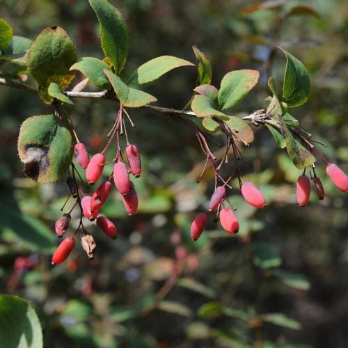 Dark-green leaves with red fruits on brown stem branch.
