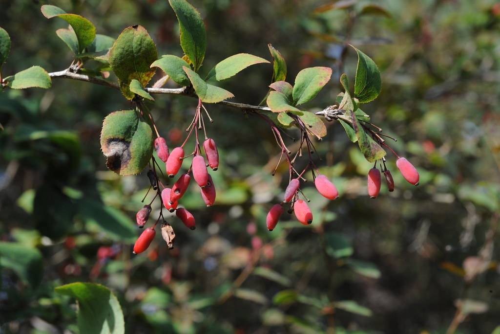 Dark-green leaves with red fruits on brown stem branch.