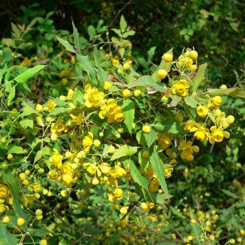 yellow flowers and buds with green leaves and beige stems