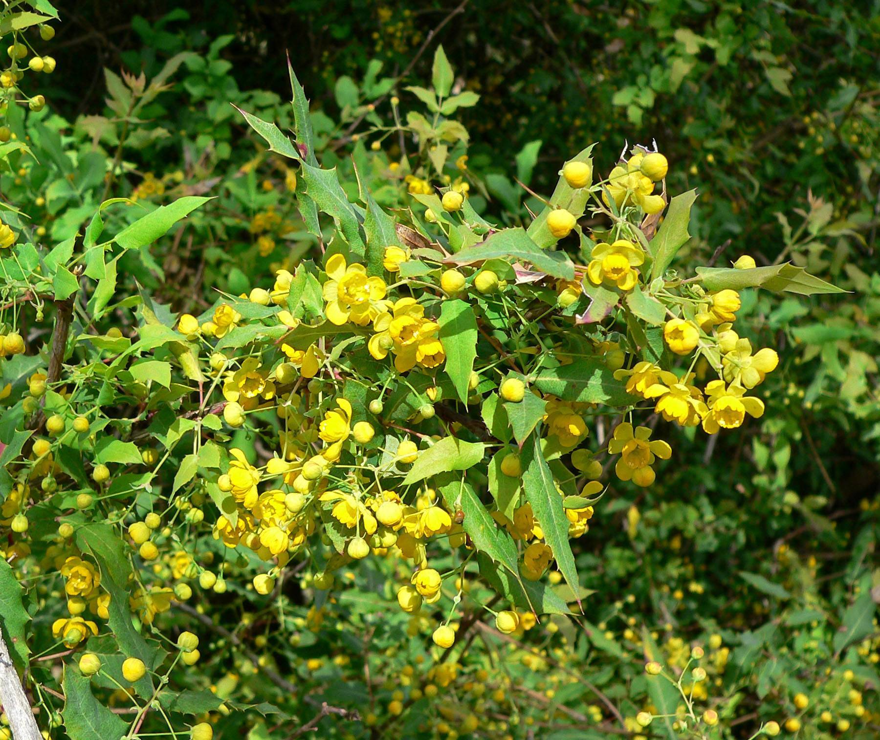 yellow flowers and buds with green leaves and beige stems