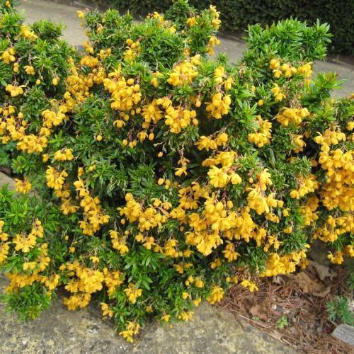 Green leaves with yellow flowers on brown-green stems.
