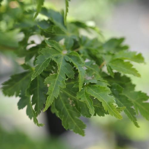 Maple shapes green leaves with yellow-green veins with red-yellow twigs.