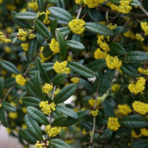 Dark-green leaves and yellow flowers on gray branches.
