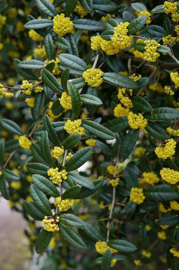 Dark-green leaves and yellow flowers on gray branches.