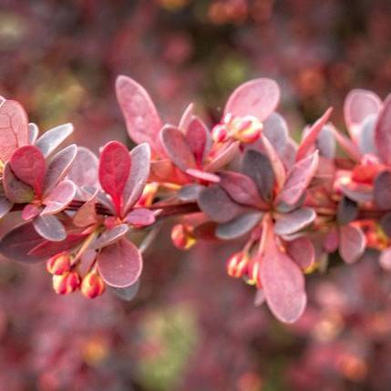 Pink-maroon leaves with red berries on a red buds.