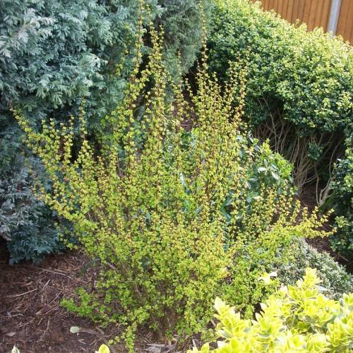 Bright-green leaves on brown stems.