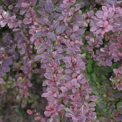 Dark-purple-pink leaves arranged on maroon branches.