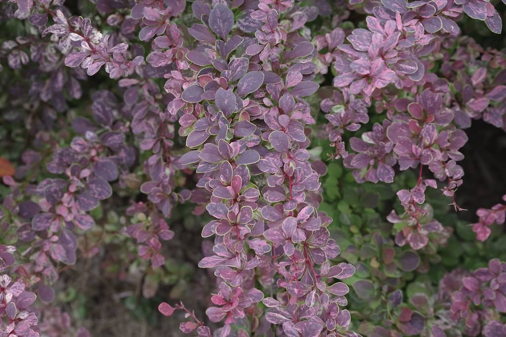 Dark-purple-pink leaves arranged on maroon branches.
