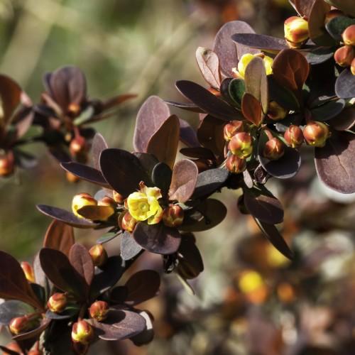 Yellow-brown flowers with  buds and brown leaves.