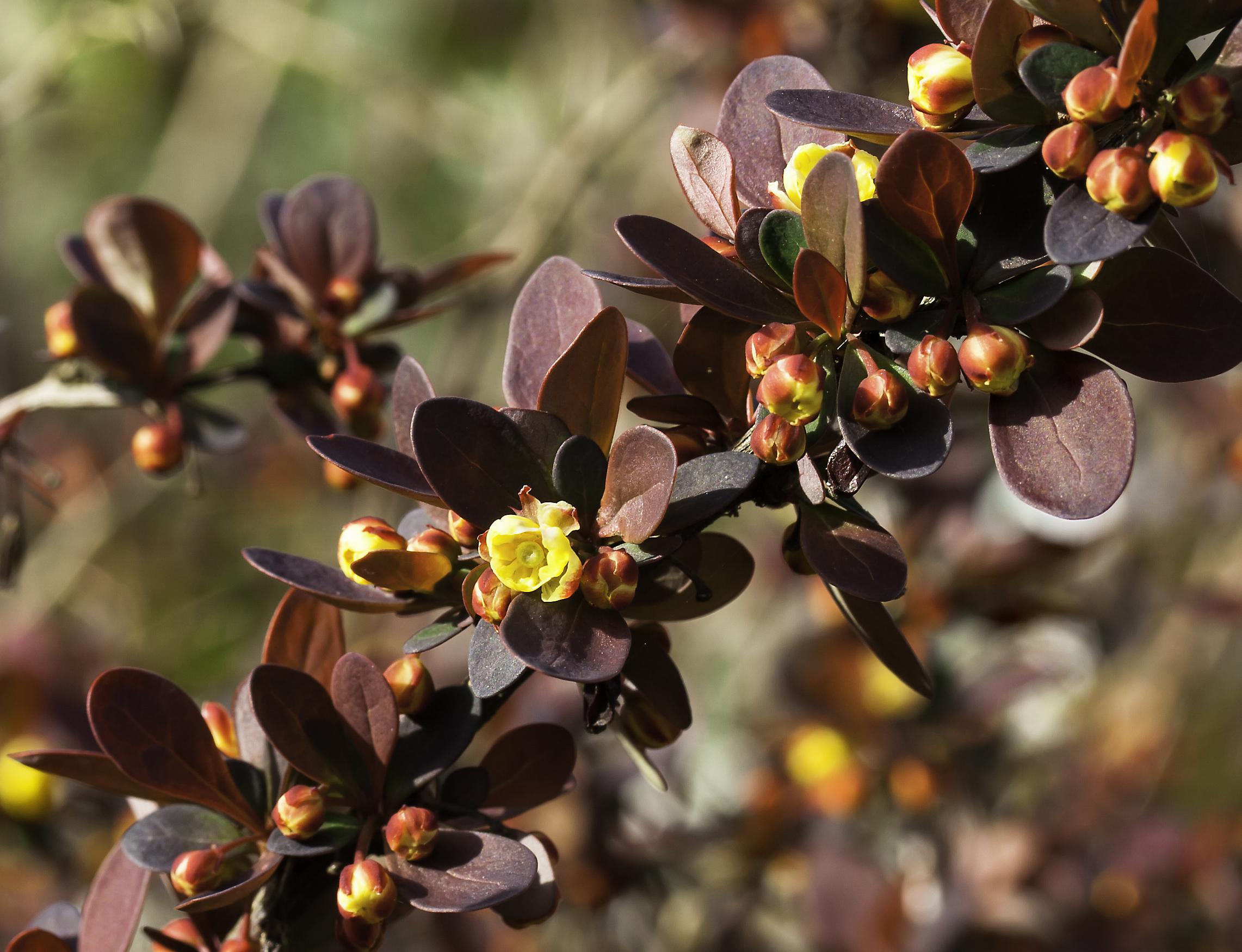 Yellow-brown flowers with  buds and brown leaves.