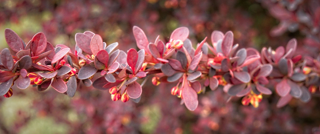 Pink-maroon leaves with red berries on a red buds.