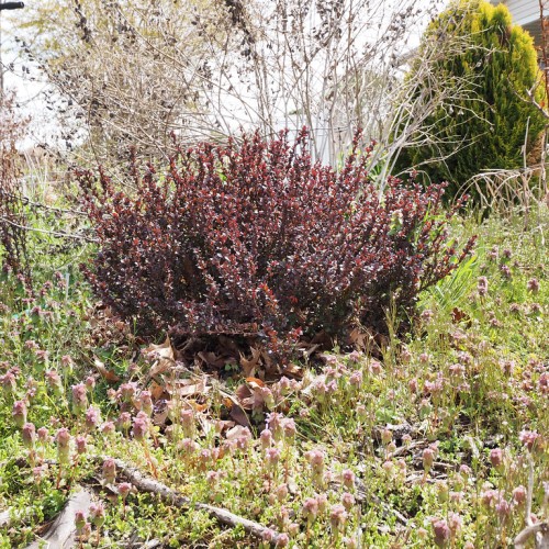 Burgundy-brown leaves with brown stems.