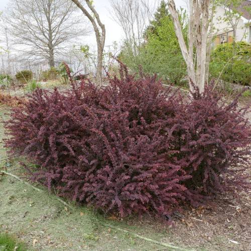 Maroon branches with dark-purple leaves, and bright-red berries.