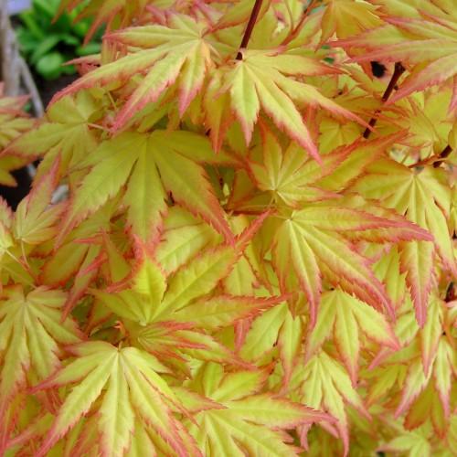 Lime leaves with petioles, burgundy stems and light-red blades.