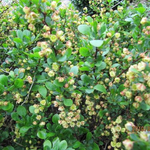 Green branches, green leaves, pink-lime-green flowers.