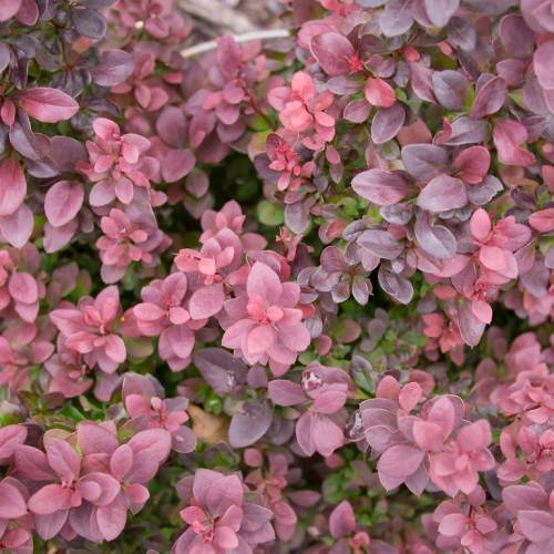 Green-dark-purple-pink leaves on red stems and stalks.