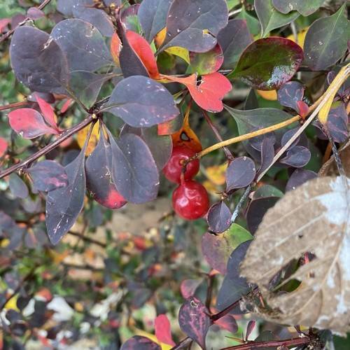 Dark-purple-yellow-orange leaves bright-red berries on a maroon-green stems branches.