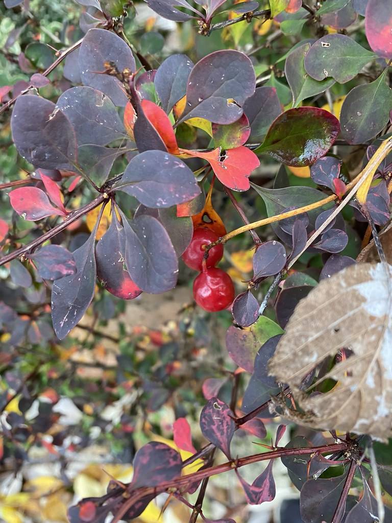 Dark-purple-yellow-orange leaves bright-red berries on a maroon-green stems branches.