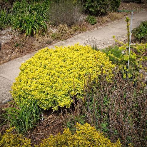 Golden-yellow leaves on green stems.