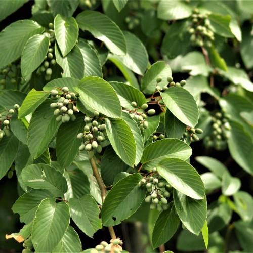 Green Fruit, with green leaves, beige stems, yellow-beige branches, yellow Midrib, veins and blades.