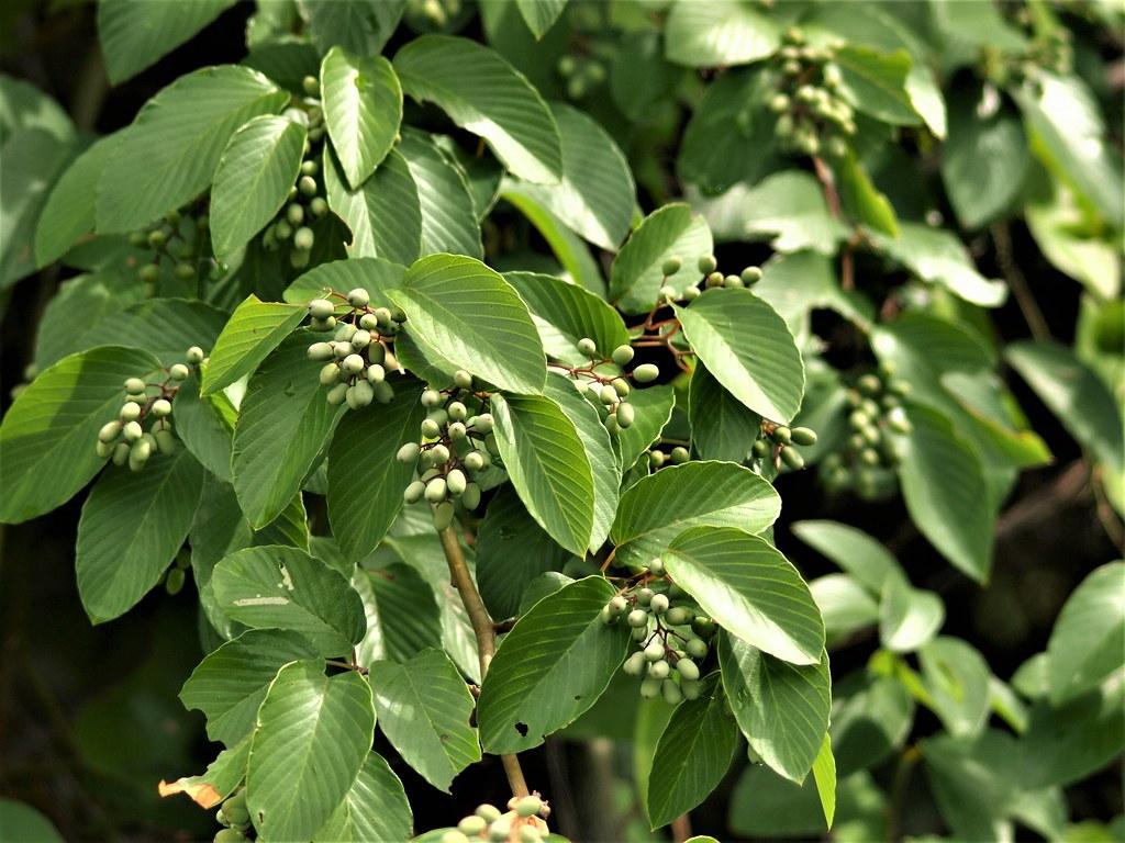 Green Fruit, with green leaves, beige stems, yellow-beige branches, yellow Midrib, veins and blades.