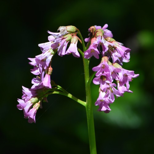 Pink-purple flowers with lime-maroon sepals and lime-green stems, lime stamen and style, green stigma.
