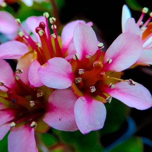 Pink-white flowers with light-green anthers.