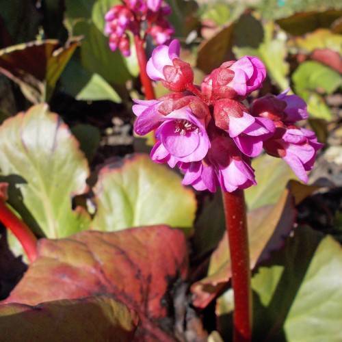 Red-green- leaves, pink flowers on red stalks