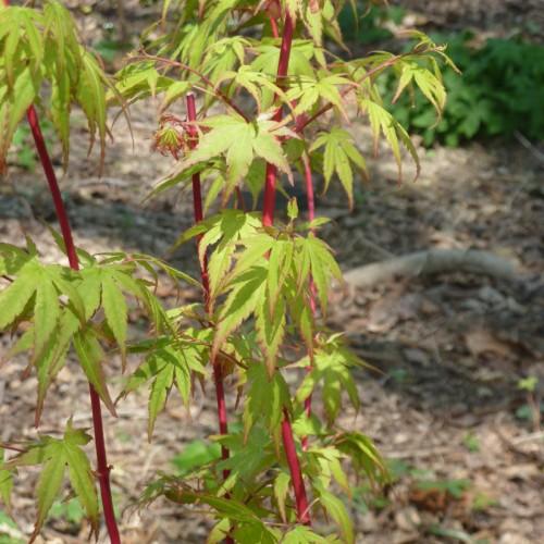 pink-green leaves with dark-pink stems