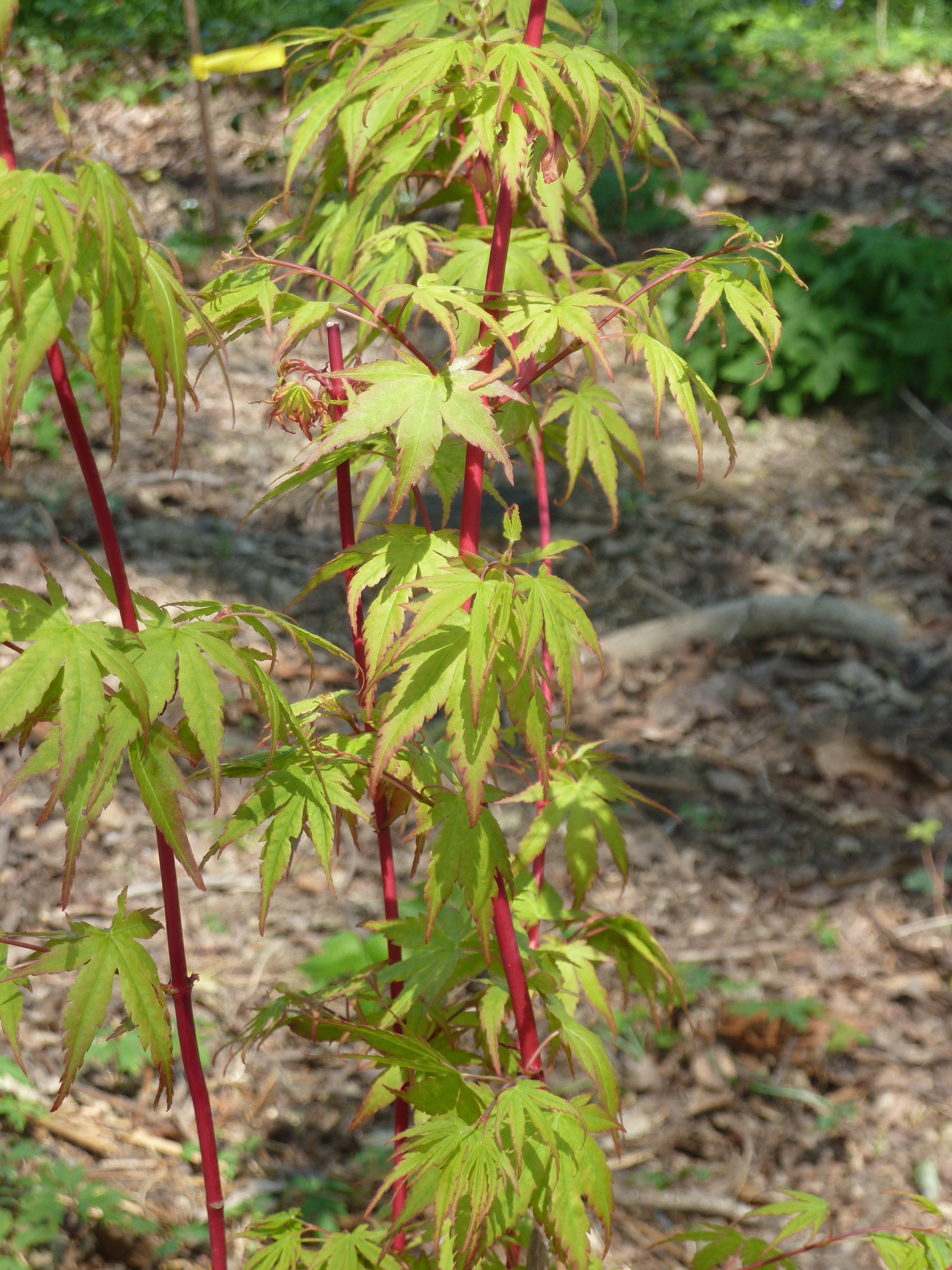 pink-green leaves with dark-pink stems