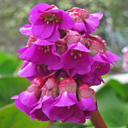 Dark-pink flowers on a pink stem with blurry green leaves.