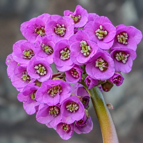 Purple flowers with green-white stamens on yellow-green stems.