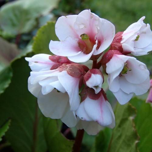 Green leaves and pink-white flower with a green anthers on red stems.